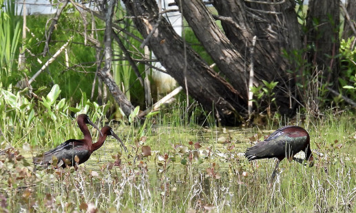 Glossy Ibis, Hogan Point Rd  © Candace Giles May 23, 2023