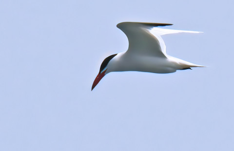 Caspian Tern, Hamlin Beach State Park © Dick Horsey May 21, 2023
