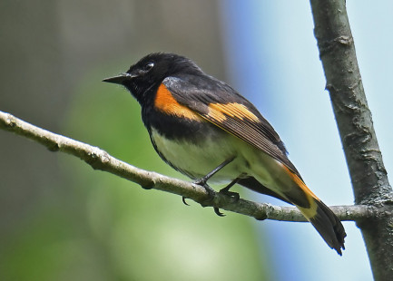 American Redstart, Whiting Rd Nature Preserve © Dick Horsey May 23, 2023