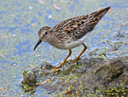 Least Sandpiper, North Ponds Park © Dick Horsey May 23, 2023