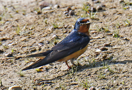 Barn Swallow, North Ponds Park © Dick Horsey May 23, 2023