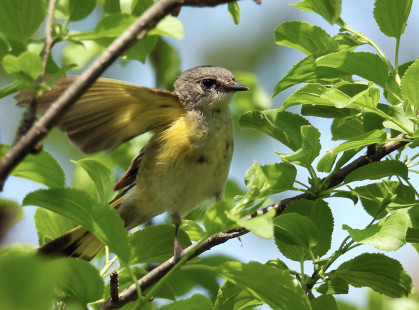 American Redstart (F), Lakeview Community Church Trail © Eunice Thein May 23, 2023