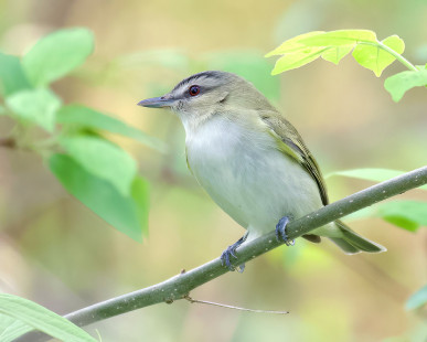 Red-eyed Vireo, Lakeview Community Church Trail © Alan Bloom May 24, 2023