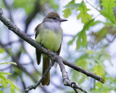 Great Crested Flycatcher, Firehouse Woods © Alan Bloom May 24, 2023