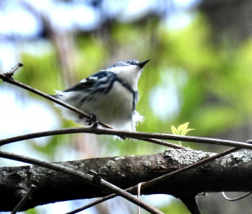 Cerulean Warbler, Firehouse Woods © Candace Giles May 24, 2023
