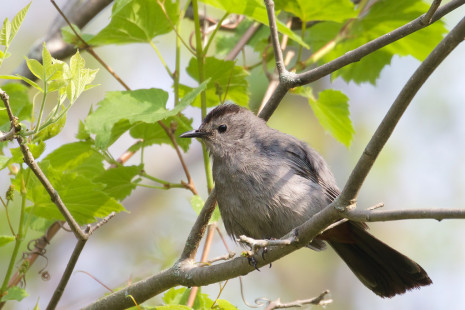 Gray Catbird, Lakeview Community Church Trail © Jeanne Verhulst May 22, 2023