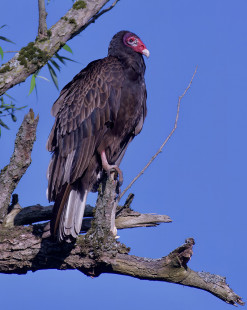 Turkey Vulture, Montezuma NWR © Alan Bloom May 25, 2023
