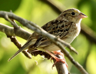 Grasshopper Sparrow, Works Rd. © Eunice Thein May 27, 2023