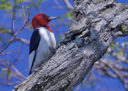 Red-headed Woodpecker, Hamlin Beach State Park © Alan Bloom May 27, 2023