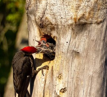 Pileated Woodpecker, location undisclosed © David Laiacona May 25, 2023