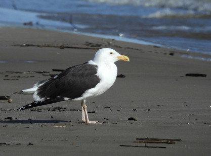 Great Black-backed Gull, Ontario Beach Park © Eunice Thein May 25, 2023