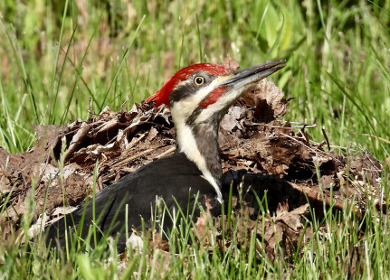 Pileated Woodpecker, Irondequoit © Eunice Thein May 26, 2023