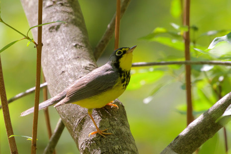 Canada Warbler, Firehouse Woods © Jeanne Verhulst May 25, 2023