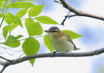 Red-eyed Vireo, Firehouse Woods © Jeanne Verhulst May 24, 2023