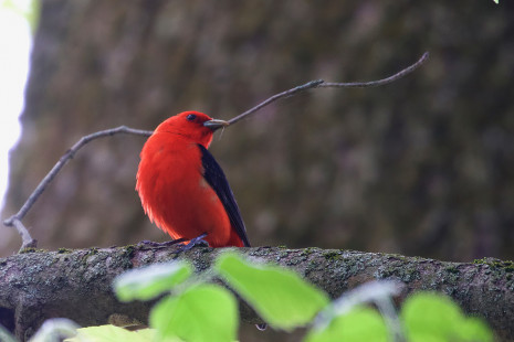 Scarlet Tanager, Oatka Fish and Game Club © Jeanne Verhulst, May 16, 2023
