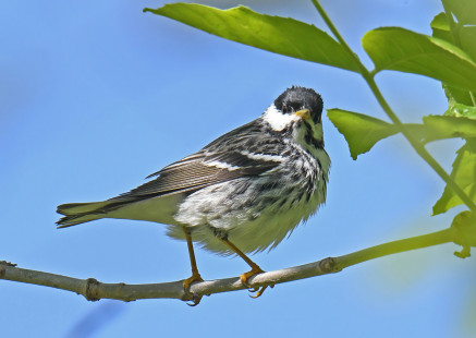 Blackpoll Warbler, Firehouse Woods © Dick Horsey May 25, 2023