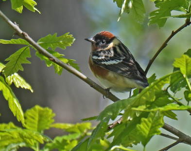 Bay-breasted Warbler, Firehouse Woods © Dick Horsey May 25, 2023