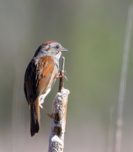 Swamp Sparrow, Brickyard Trail, © Jeanne Verhulst May 26, 2023
