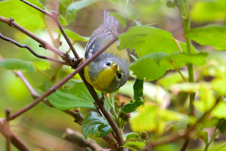 Northern Parula, Firehouse Woods © Jeanne Verhulst May 22, 2023
