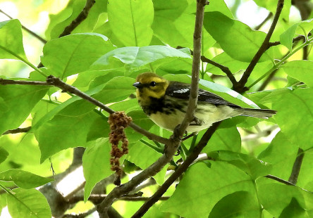 Black-throated Green Warbler, Lakeview Community Church Trail © Candace Giles May 31, 2023