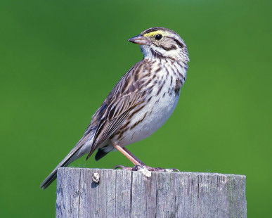 Savannah Sparrow, Nations Rd. © Alan Bloom May 28, 2023