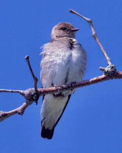 Northern Rough-winged Swallow, Nations Rd. © Alan Bloom May 28, 2023