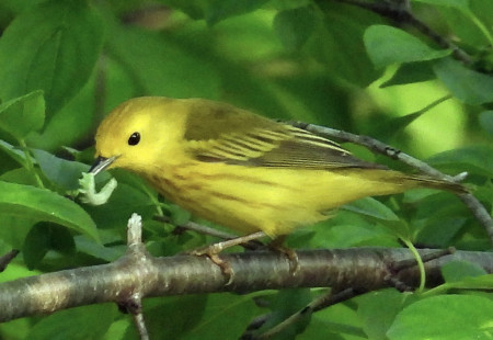 Yellow Warbler, Island Cottage Woods © Eunice Thein May 31, 2023