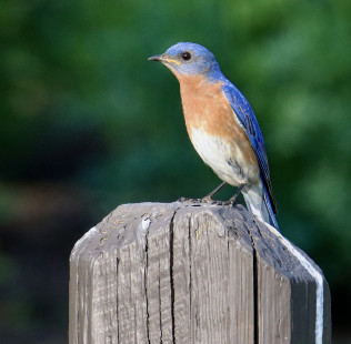 Eastern Bluebird, Tinker Nature Park © Jeffrey Eichner May 31, 2023