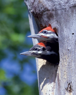 Pileated Woodpecker (juv M & F), location undisclosed © Alan Bloom June 4, 2023