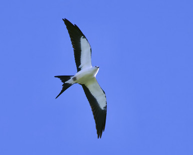 Swallow-tailed Kite, Ellison Park © Alan Bloom August 27, 2023