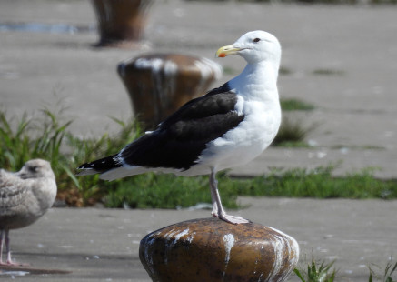 Great Black-backed Gull, Summerville Pier © Candace Giles August 28, 2023