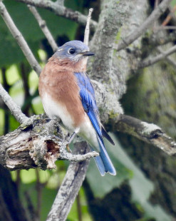 Eastern Bluebird, RBA Field Trip Whiting Rd Nature Preserve, © Candace Giles September 9, 2023