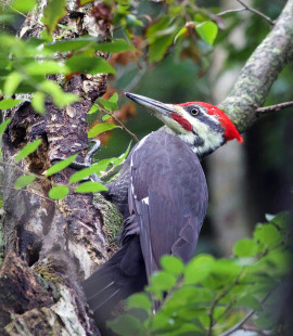 Pileated Woodpecker, Durand Eastman Park © Jeanne Verhulst September 8, 2023