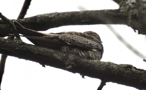 Common Nighthawk, RBA Field Trip Whiting Rd Nature Preserve, © Candace Giles September 9, 2023