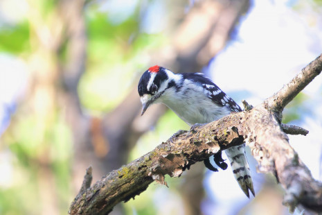 Downy Woodpecker, Brickyard Trail © Jeanne Verhulst September 4, 2023