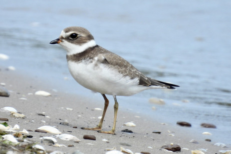 Semi-palmated Plover, Braddock Bay East Spit © Candace Giles September 7, 2023