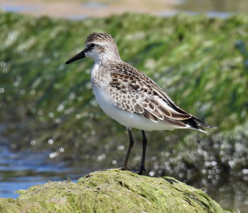 Semi-palmated Sandpiper, Braddock Bay East Spit © Candace Giles September 11, 2023