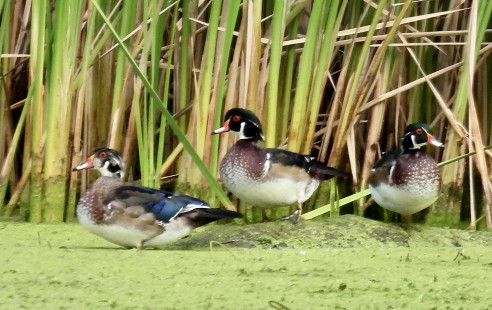 Wood Duck, Braddock Bay East Spit © Candace Giles September 7, 2023