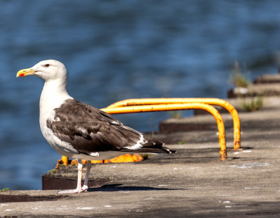 Great Black-backed Gull, Summerville Pier © David Laiacona September 2, 2023