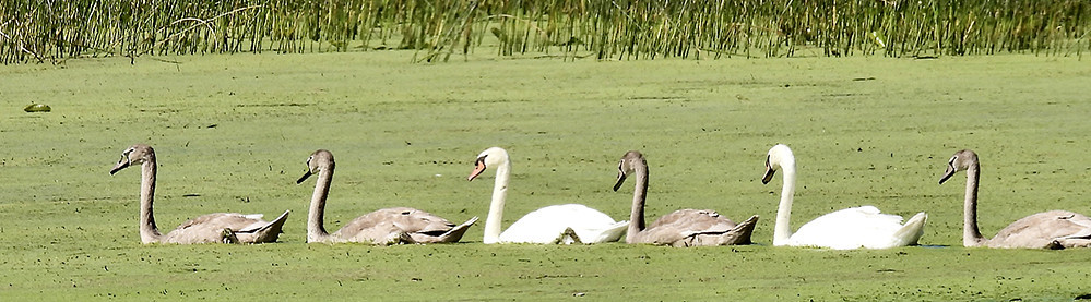Mute Swan, Braddock Bay East Spit © Candace Giles September 11, 2023