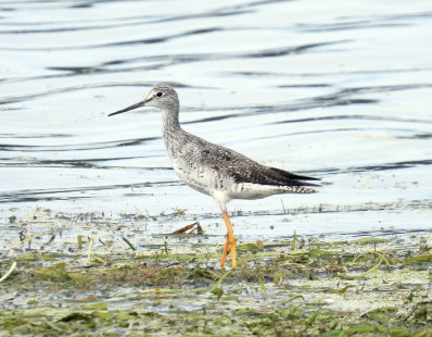 Greater Yellowlegs, Braddock Bay East Spit © Candace Giles September 7, 2023