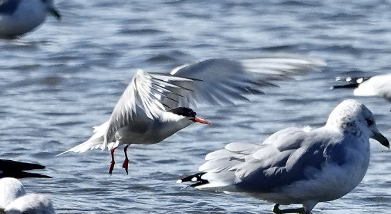 Common Tern, Braddock Bay East Spit © Candace Giles September 20, 2023