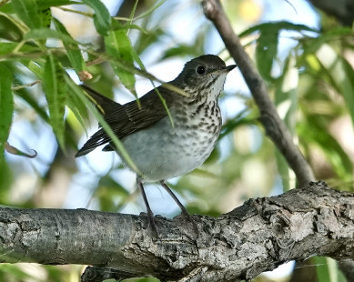 Gray-cheeked Thrush, Braddock Bay East Spit © Candace Giles September 20, 2023