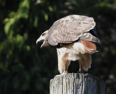 Red-tailed Hawk, Durand Eastman Park © Eunice Thein September 21, 2023