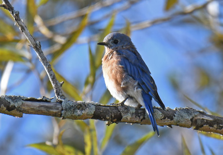 Eastern Bluebird, Hamlin Beach State Park © Dick Horsey September 20, 2023