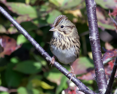 Lincoln's Sparrow, Salmon Creek Nature Preserve © Alan Bloom September 22, 2023