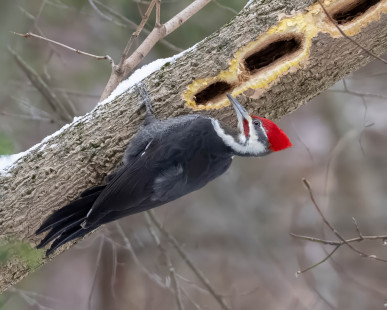 Pileated Woodpecker, Durand Eastman Park © Alan Bloom, December 15th, 2025