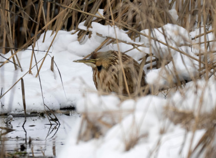 American Bittern, Mendon Ponds © Alan Bloom, January 2nd, 2026