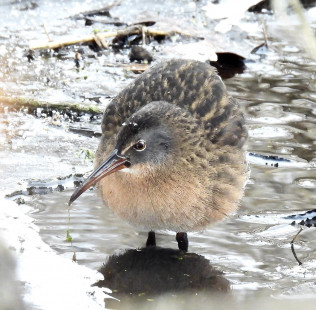 Virginia Rail, Mendon Ponds © Candy Giles, January 3rd, 2026