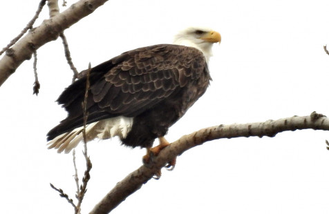 Bald Eagle, Durand Eastman © Candy Giles, January 7th, 2026